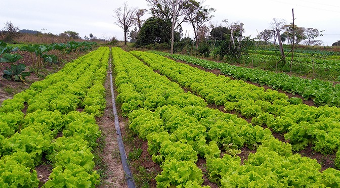Escolas estaduais têm R$ 7 milhões para comprar produtos da Agricultura Familiar Foto: Divulgação