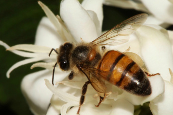 Apis mellifera em flor de caféFoto: Divulgação 