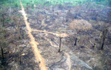 Alertas de desmatamento tiveram aumento de 9% em um ano