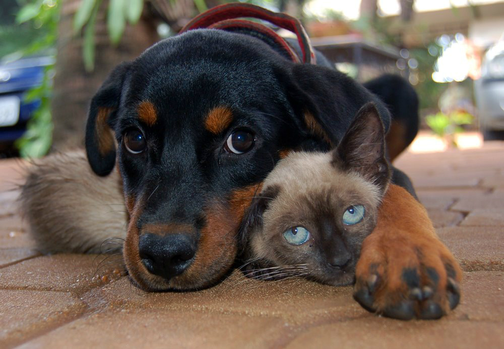 Câmara pode votar política de esterilização de cães e gatos A iniciativa cria uma política de controle de natalidade de cães e gatos.