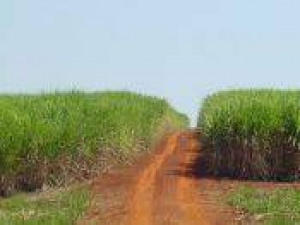 Nova indústria sucroenergética começa a operar em MS