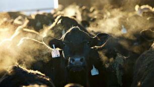 Foto: reproduçãoEm curto prazo, a seca é o principal fator que afeta a liquidação do rebanho. 