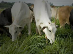 Foto: reprodução.Ofertas de compra a preços menores são frequentes.