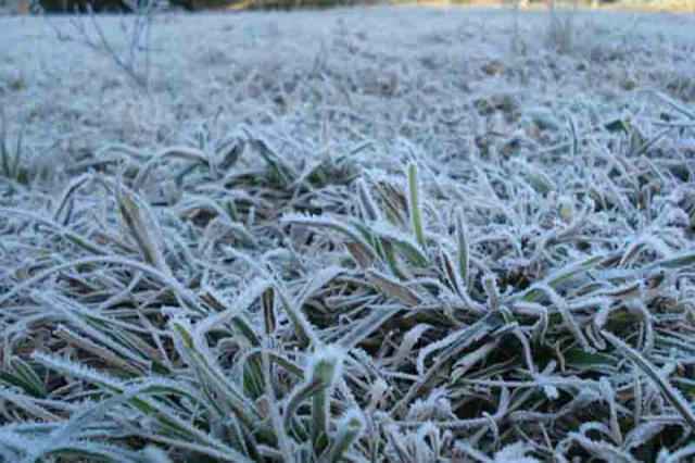 Possibilidade de geada neste fim-de-semana não afeta produção de milho safrinha