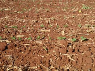 Plantio da soja se aproxima dos 70% em MS Foto: Famasul