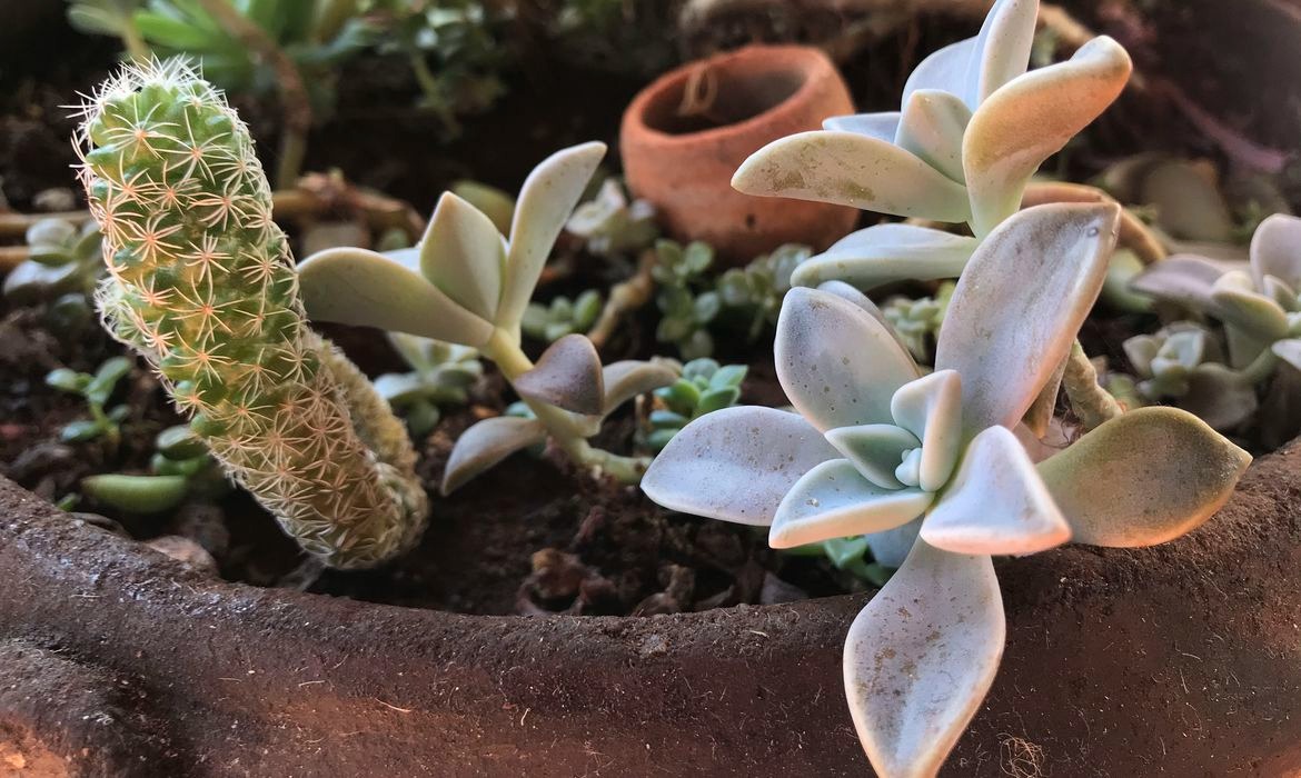 Pandemia e isolamento aumentam procura por cultivo de plantas em casa Foto: Agência Brasil