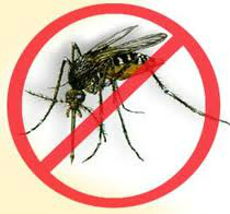 Embrapa testa a capacidade de bioinseticida contra o mosquito da dengue Embrapa testa a capacidade de bioinseticida contra o mosquito da dengue