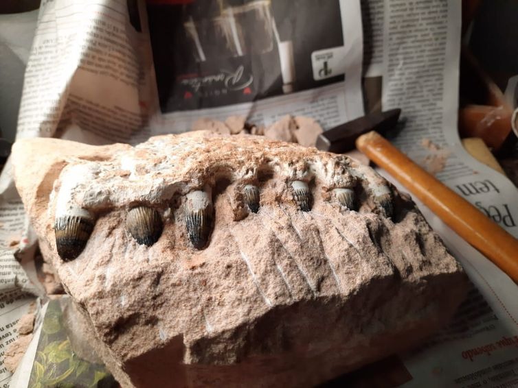 Escavação em rodovia de SP revela fragmentos de dinossauro Parte de mandíbula de Peirosauridae encontrada em obras em rodovia de São Paulo. - Divulgação/Eixo SP