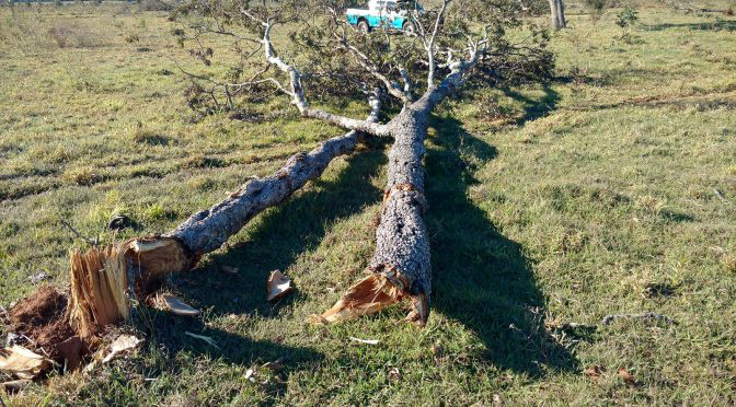 PMA autua proprietário rural por derrubada de árvores sem autorização