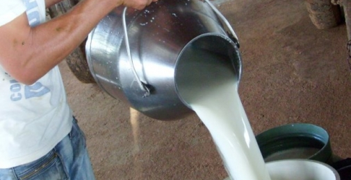 Produtores já podem se cadastrar no Leite Forte