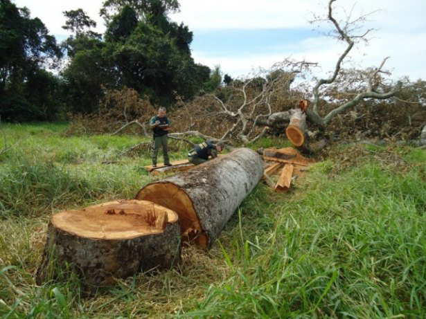 PF flagra desmatamento ilegal praticado por índigenas e quilombolas