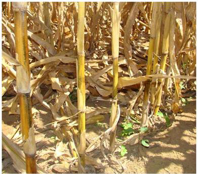 Problemas com nematoides na cultura do milho se agravam no Centro-Oeste