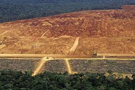 Combate à degradação florestal é tema de debate internacional