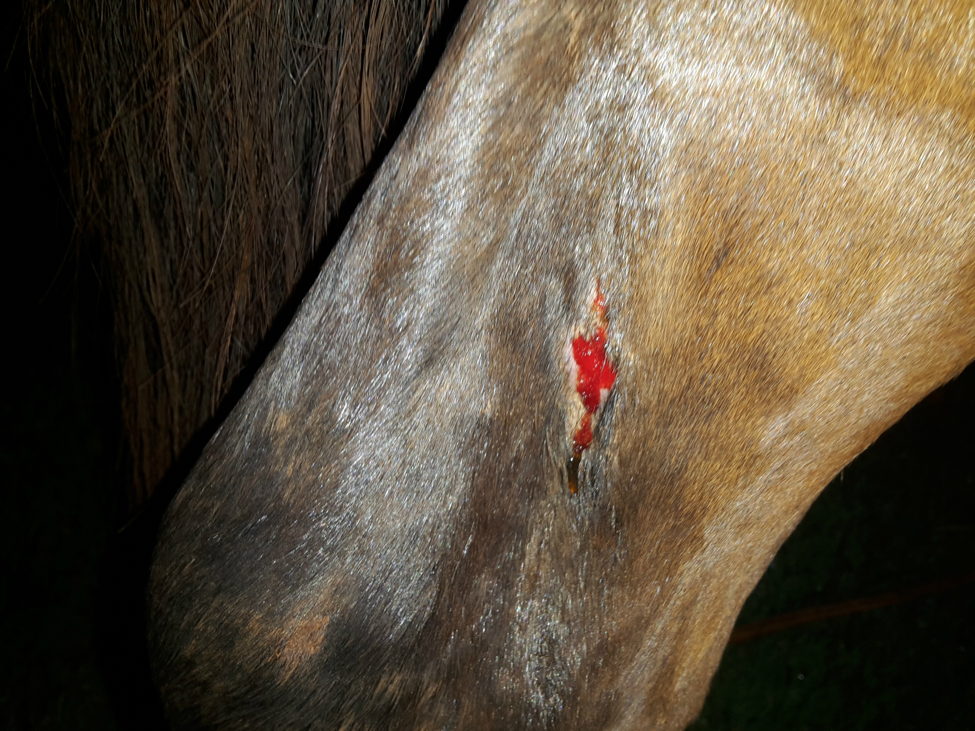 PMA prende homem por praticar maus-tratos a um cavalo