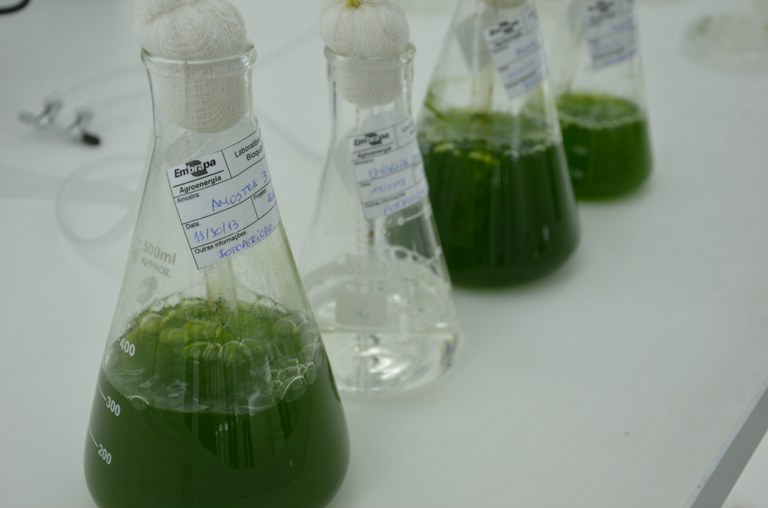 Microalgas são usadas para produção de biocombustíveis Produtividade pode ser de dez a 100 vezes maior do que de cultivos agrícolas tradicionaisFoto: Divulgação