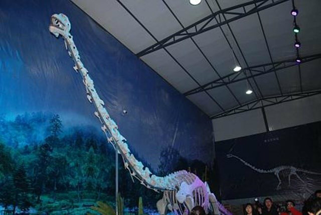 Descoberta na China nova espécie de dinossauro com pescoço comprido Descoberta na China nova espécie de dinossauro com pescoço comprido