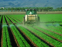 Relatório da Anvisa indica resíduo de agrotóxico acima do permitido