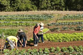 Portaria lança plano para reduzir emissão de carbono na agricultura até 2020