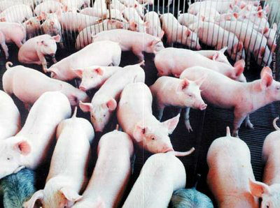 Segundo Ferraz, Brasil e Rússia vivem um bom momento comercial o que pode contribuir para facilitar o aumento da exportação de carne suína.