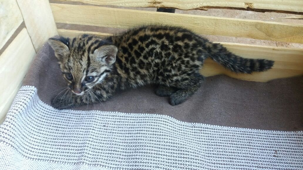 PMA recolhe filhote de Jaguatirica em residência em Amambai