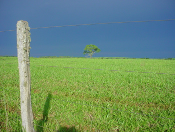 Com as temperaturas atípicas mantendo-se na casa dos 15° a 20°, o desenvolvimento do pasto utilizado para alimentação do gado não fica tão prejudicado.