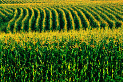 O milho safrinha entra na reta final de desenvolvimento e a colheita começa no mês de julho e segue até setembro.
