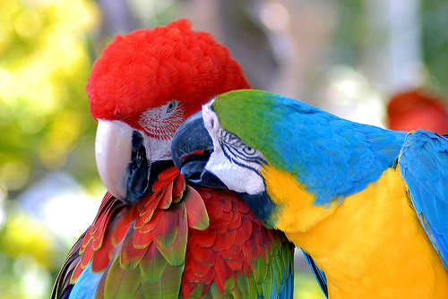 Como araras, papagaios e outros pássaros conseguem imitar vozes e sons?
