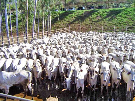 Arroba do boi deverá se manter em alta