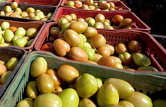 Mercado só deve se estabilizar com preços interessantes para o agricultor e razoáveis para o consumidor no ano que vem