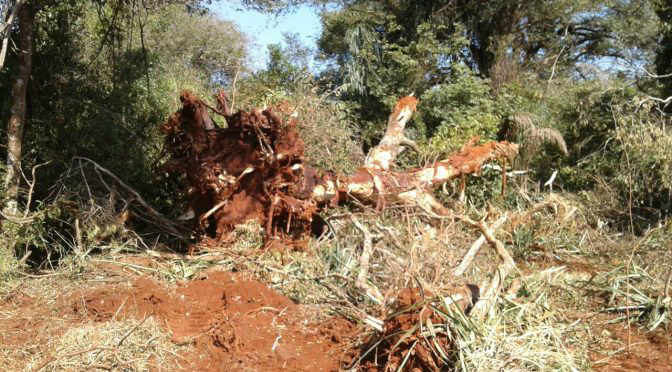 PMA autua proprietário rural em R$ 20 mil por desmatamento sem autorização