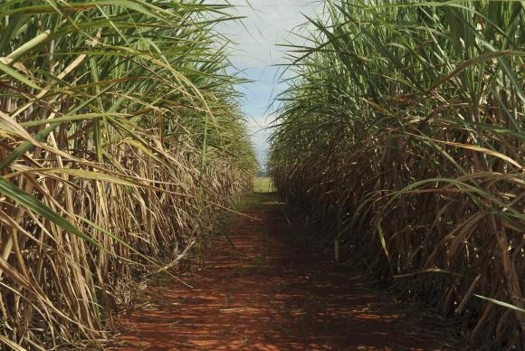 Pesquisas estudam substituir a cana-de-açúcar pela cana-energia, mais eficiente para a produção de etanolArquivo/Elza Fiúza/ABr