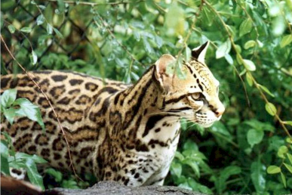 Oficina define ações de proteção aos pequenos felinos
