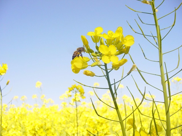 País terá de investir em novos biocombustíveis para cumprir Acordo de Paris Diversificar matérias-primas é ponto-chave para aumentar produção de biocombustíveis: canola é uma das alternativas - Foto: Nilton Bustão
