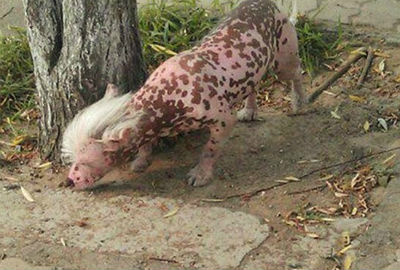 Cão de aparência estranha deixa moradores aterrorizados na China