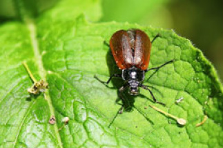 Consumidores querem que empresas respeitem a biodiversidade