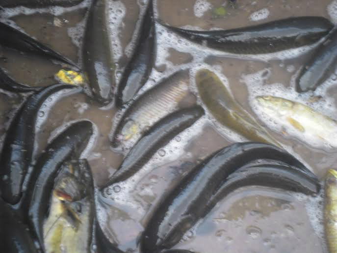 PMA autua pescador por pesca de iscas vivas durante a piracema