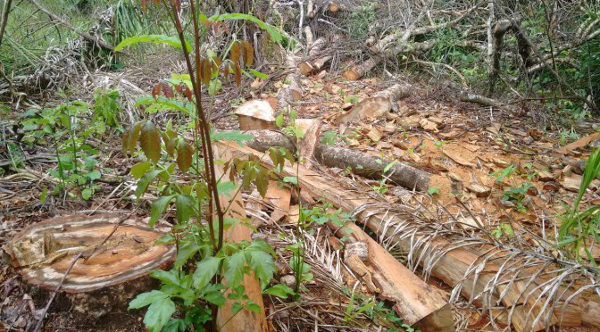 PMA autua fazendeiro por exploração ilegal de madeira protegida por lei