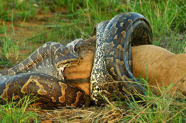 Detalhe do flagrante feito no Parque Kruger (Foto: Caters)