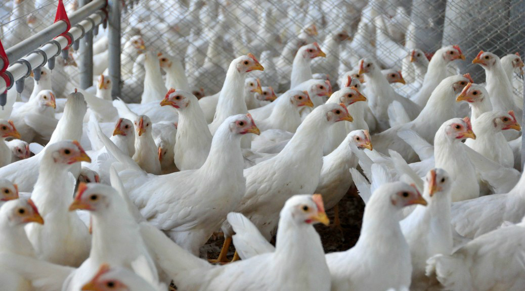 Governo cria incentivos para avicultura e irrigação Governo cria incentivos para avicultura e irrigação