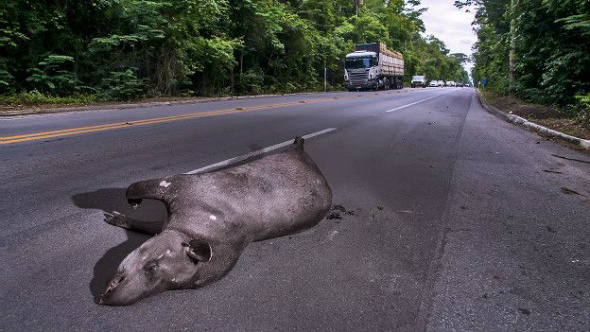 Projeto quer garantir circulação de animais nas estradas e evitar atropelamentos 90% dos animais atropelados são pequenos vertebrados, como sapos, cobras e aves / Foto: Divulgação