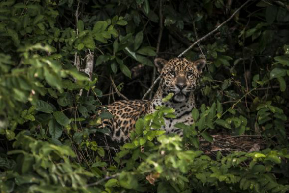 Projeto quer garantir circulação de animais nas estradas e evitar atropelamentos Os vertebrados de grande porte, como onças, lobos-guarás e capivaras, somam 5 milhões de animais atropelados em estradas Foto: ICMBIO/Divulgação