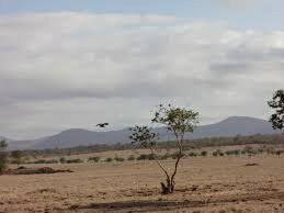 Governo mapeia os impactos da seca na produção agrícola Governo mapeia os impactos da seca na produção agrícola