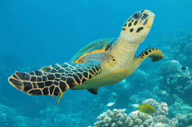Especialista da ONU elogia Brasil por iniciativas de proteção à fauna e flora