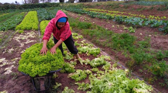 Prorrogado financiamento do crédito da agricultura familiar, pequenos e médios Os produtores podem procurar a unidade da Agraer no município para tirar dúvidas e obter informações / Foto: Divulgação