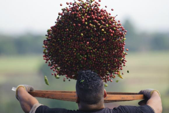 Produção de café deve aumentar quase 15% em 2016