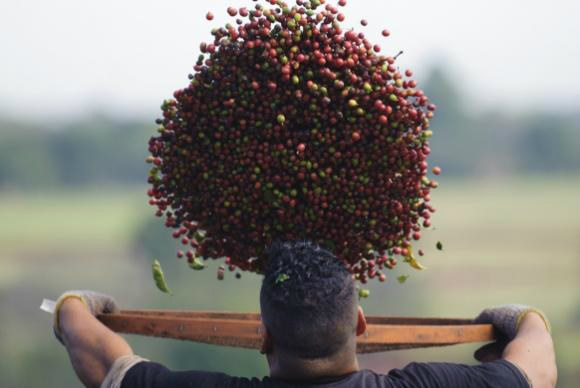 Produção de café deve aumentar quase 15% em 2016 Produção de café deve aumentar quase 15% em 2016