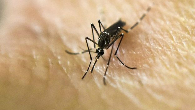 Os Jogos Olímpicos do Rio de Janeiro estão marcados para agosto deste ano.Na carta, cientistas citam 'fracasso' na erradicação do Aedes aegypti, transmissor da doença