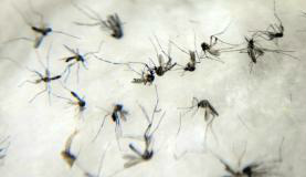 Mosquitos Aedes aegypti, vetor da zika