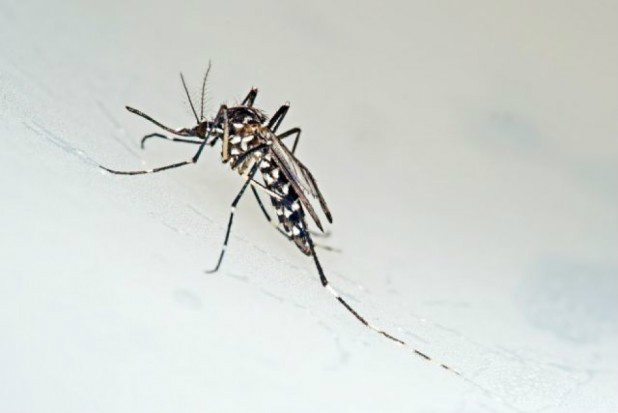 Brasil e Colômbia unem esforços para combater o Aedes aegypti