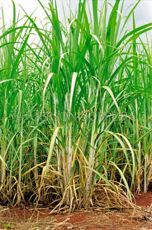 Estimativa da safra de cana diminui 2% em relação a abril Estimativa da safra de cana diminui 2% em relação a abril